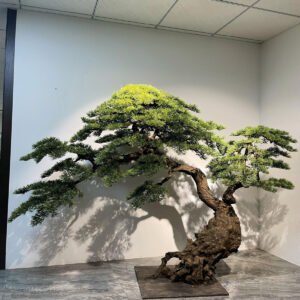 Large Artificial Japanese Bonsai Pine Tree - Green, 190 cm