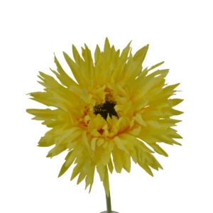 Gerbera Daisy - Cream, 45 cm