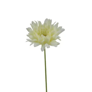 Gerbera Jamesonii - White, 45 cm