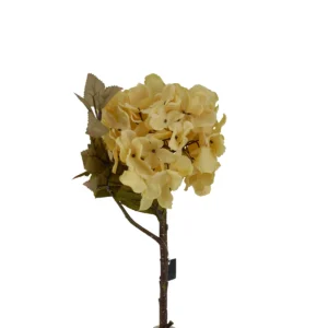 Hortensia Hydrangea - Cream, 45 cm