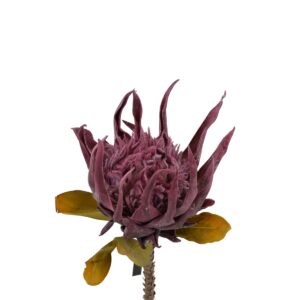King Protea Stem - Purple, 92 cm
