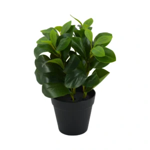 Artificial Small Clusia Plant - Green, 35 cm
