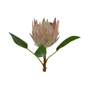 Protea Cynaroides Elegant Bloom Stem - Pink, 65 cm