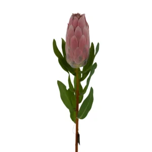 Artificial Protea Vibrant Flower Stem - Pink, 53 cm