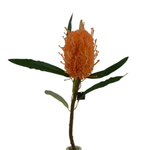 Protea Fruit Tropical Flower - Orange, 60 cm