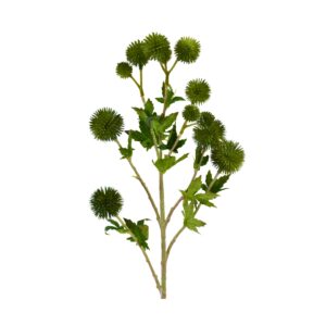 Globe Thistle - Echinops Ritro - Green, 66 cm