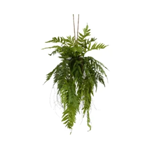 Fern Pteris Hanging Plant - Green, 100 cm