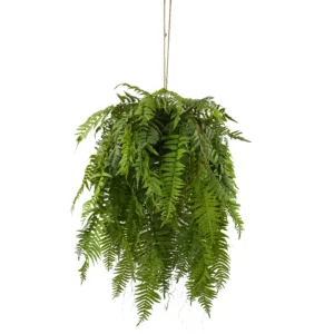 Fern Pteris Hanging Plant - Green, 135 cm