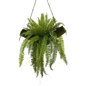 Fern Pteris Hanging Plant - Green, 105 cm