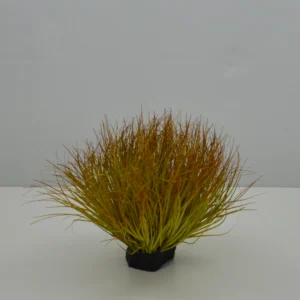 CAREX