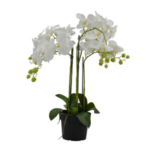 Phalaenopsis Orchid Potted - White, 58 cm