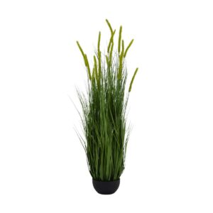 Dogtail Onion Grass - 17 Head - Potted - Green, 120 cm