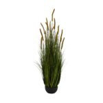Dogtail Onion Grass - 17 Head - Potted - UV-Resistant - Green, red, 120 cm