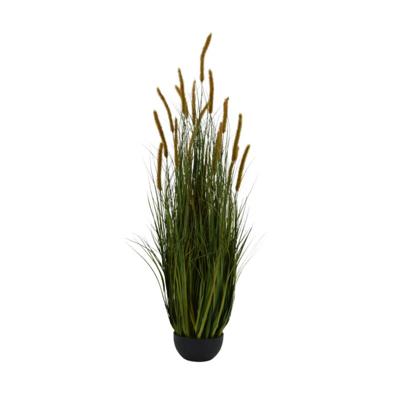 Dogtail Onion Grass - 17 Head - Potted - UV-Resistant - Green, red, 120 cm