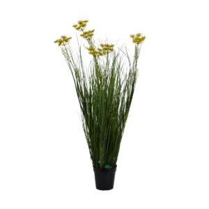 Carrot Flower Onion Grass - 6 Head-Potted - Green, yellow, 90 cm