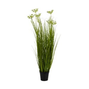 Carrot Flower Onion Grass - 6 Head-Potted - Green, white, 90 cm