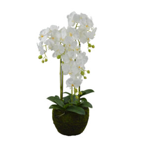 Phalaenopsis Orchid Potted - White, 105 cm