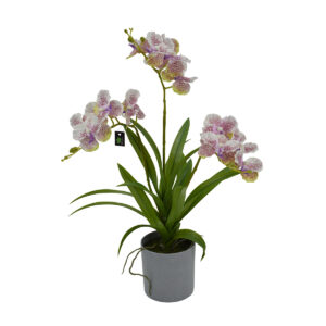 Vanda Orchid Potted - Purple, White, 50 cm