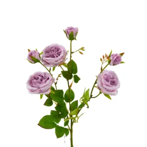Austin Rose Buisson - Purple, 67 cm