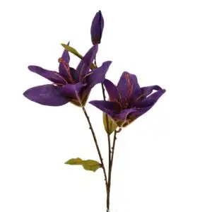 Lilium - 3 Head - Purple, 53 cm