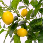 Artificial Lemon Tree Twisted Trunk Yellow Lemons 90 cm Black pot detailed shot
