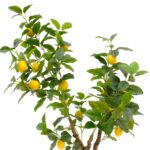 Artificial Lemon Tree Twisted Trunk Yellow Lemons 90 cm Black pot detailed shot