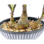 Artificial Mandarin Tree In Ceramic Pot Lifelike Orange Mandarins Detailed Shot Pebbels Green leaves