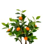 Artificial Mandarin Tree In Ceramic Pot Lifelike Orange Mandarins Detailed Shot Pebbels Green leaves