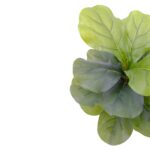 Artificial Ficus Lyrata - Fiddle Leaf Fig Tree - Green, 62 cm Detailed shot, fig leaf black pot