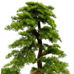 Large Artificial Bonsai Pine Tree With Textured Trunk 8 feet Artificial plant, detailed shot, Cypres bonsai tree fiberglas