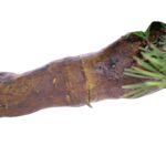 Large Artificial Bonsai Pine Tree With Textured Trunk 8 feet Artificial plant, detailed shot, Cypres bonsai tree fiberglas