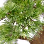 Large Artificial Bonsai Pine Tree With Textured Trunk 8 feet Artificial plant, detailed shot, Cypres bonsai tree fiberglas