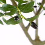 Large Artificial Olive Tree With Realistic Olives – Mediterranean Elegance - Green, 250 cm Detailed shots Olive leaves Artificial plants black olives