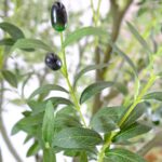 Large Artificial Olive Tree With Realistic Olives – Mediterranean Elegance - Green, 250 cm Detailed shots Olive leaves Artificial plants black olives