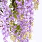 Large Artificial Wisteria Tree Purple Blooms Flowers 240 cm detailed shots textured truk