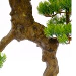 Artificial Japanese Bonsai Pine Tree Pinie leaves Woud textured trunk black pot detailed shot