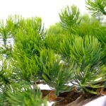 Artificial Japanese Bonsai Pine Tree Pinie leaves Woud textured trunk black pot detailed shot