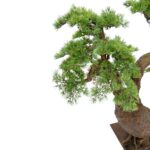 Large Artificial Japanese Bonsai Pine Tree 190 cm Pine Leaves , detailed shots, textured brown trunk wood like