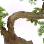 Large Artificial Japanese Bonsai Pine Tree 190 cm Pine Leaves , detailed shots, textured brown trunk wood like