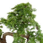 Large Artificial Japanese Bonsai Pine Tree 190 cm Pine Leaves , detailed shots, textured brown trunk wood like