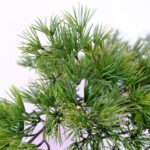 Large Artificial Japanese Bonsai Pine Tree 190 cm Pine Leaves , detailed shots, textured brown trunk wood like