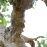 Large Artificial Japanese Bonsai Pine Tree 190 cm Pine Leaves , detailed shots, textured brown trunk wood like