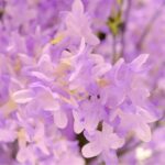 Artificial Purple Blossomtree 310 cm blossoms flowers detailed shots textured trunk wood like