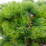 Artificial Bonsai Pine Tree Pine Leaves Detailed shot Black Pot
