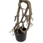 Artificial Japanese Pine Bonsai Tree With Exposed Roots black pot pine leaves Detailed shot