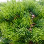 Artificial Japanese Pine Bonsai Tree With Exposed Roots Twisted trunk black pot Detailed shot