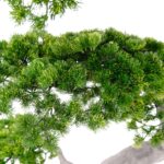 Artificial Pine Bonsai Tree Japanese Style 190 cm Cypress pine detailed shots textured trunk