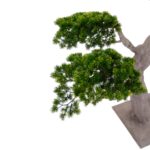 Artificial Pine Bonsai Tree Japanese Style 190 cm Cypress pine detailed shots textured trunk