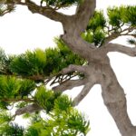 Artificial Pine Bonsai Tree 130 cm Fiberglass trunk, wood textured Green pine leaves detailed shot