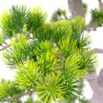 Artificial Pine Bonsai Tree 130 cm Fiberglass trunk, wood textured Green pine leaves detailed shot